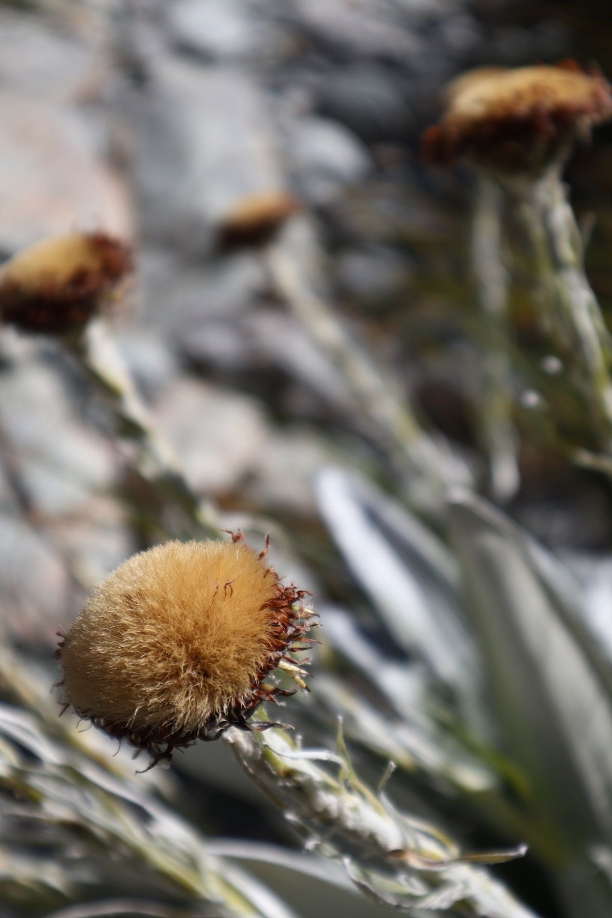 2023/1/30@Mt. Aspiring National Park
...