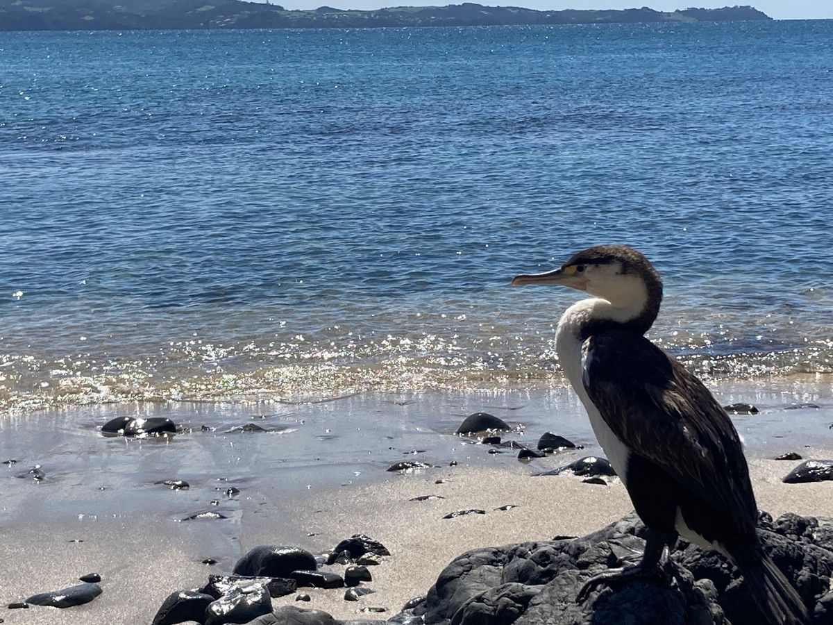 @Auckland
New Zealand最後の数日間はAuckland周...