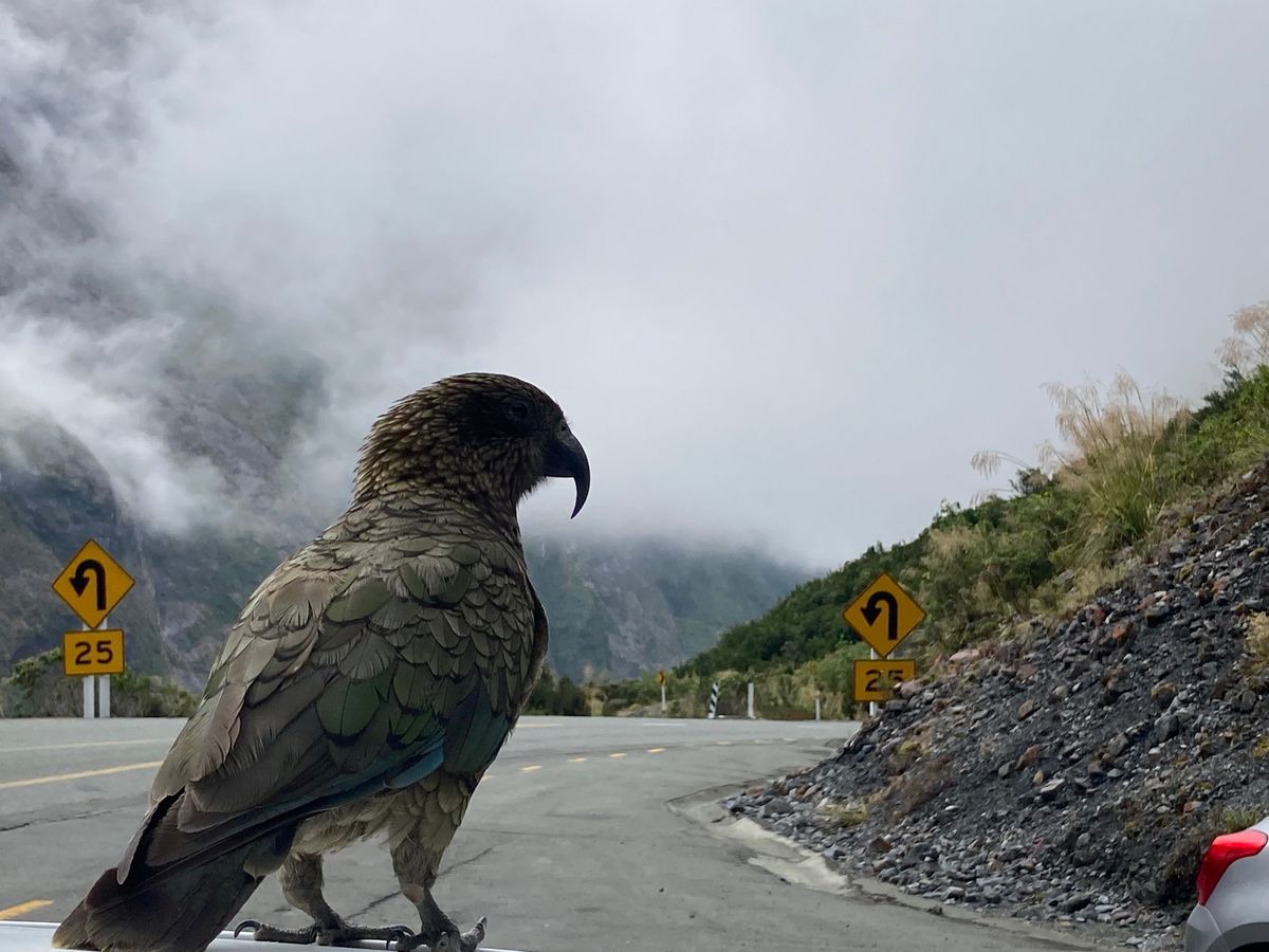 @Fiordland National Park
このエリアでは鉄板のアク...