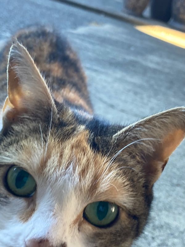 ニュージーランド・Auckland「New Zealand road trip」の写真：@Far North
ニュージーランド北...