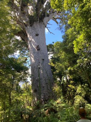 @Hokianga
ニュージーランドで現存する最大のKauriの木Tane...