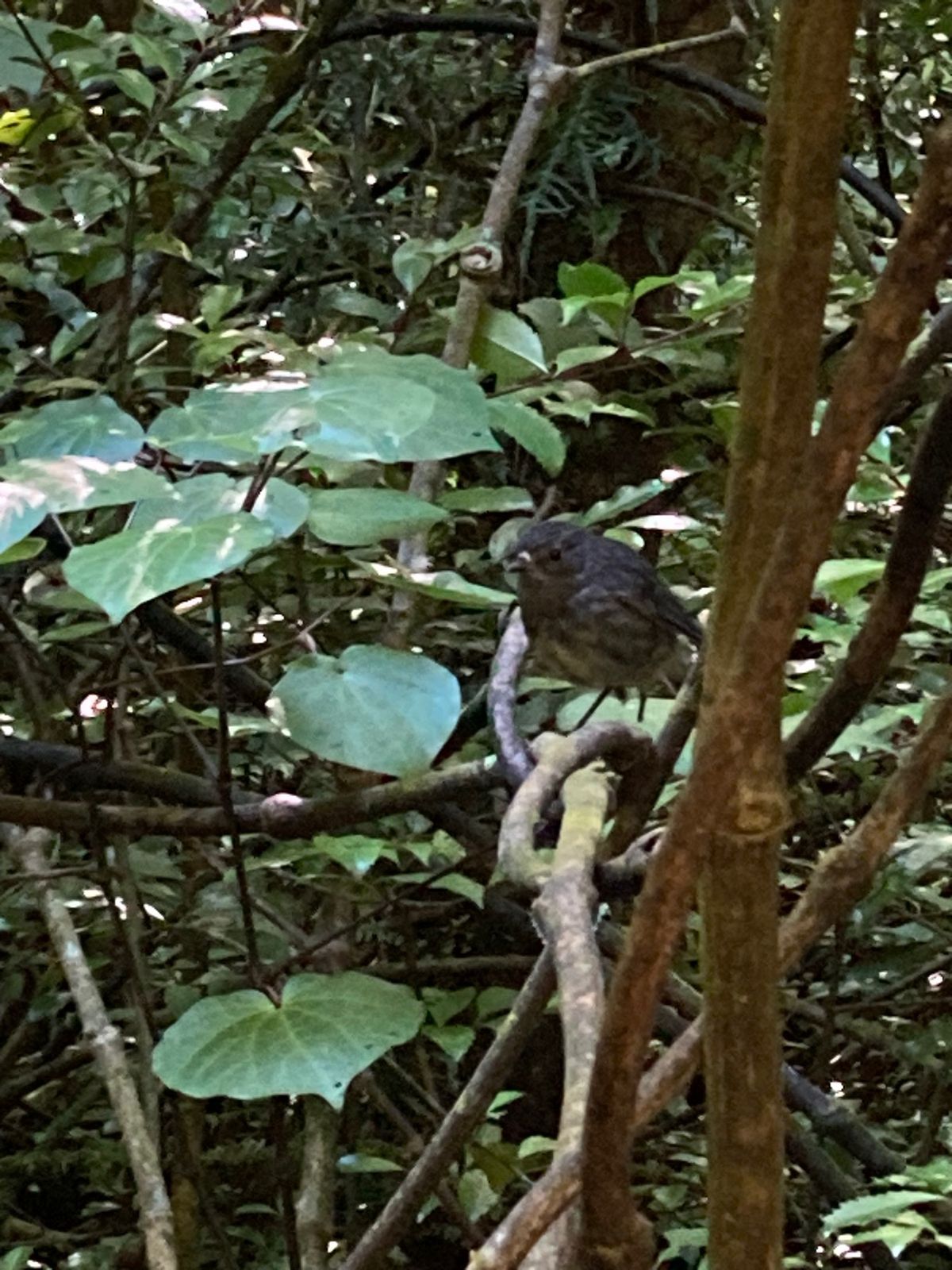 2023/1/14@Rotokare Scenic Reserve 
Ta...
