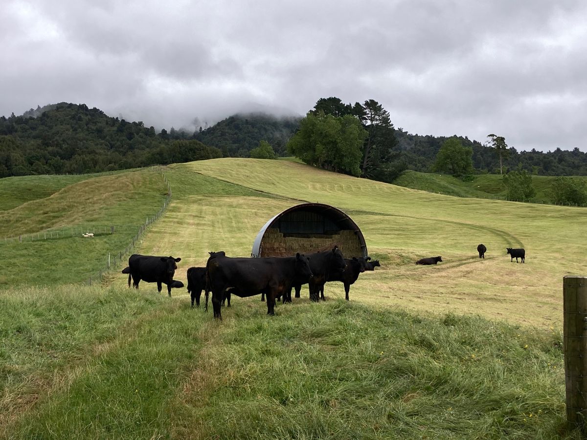 2023/1/5@pirongia forest park
諸事情によりど...