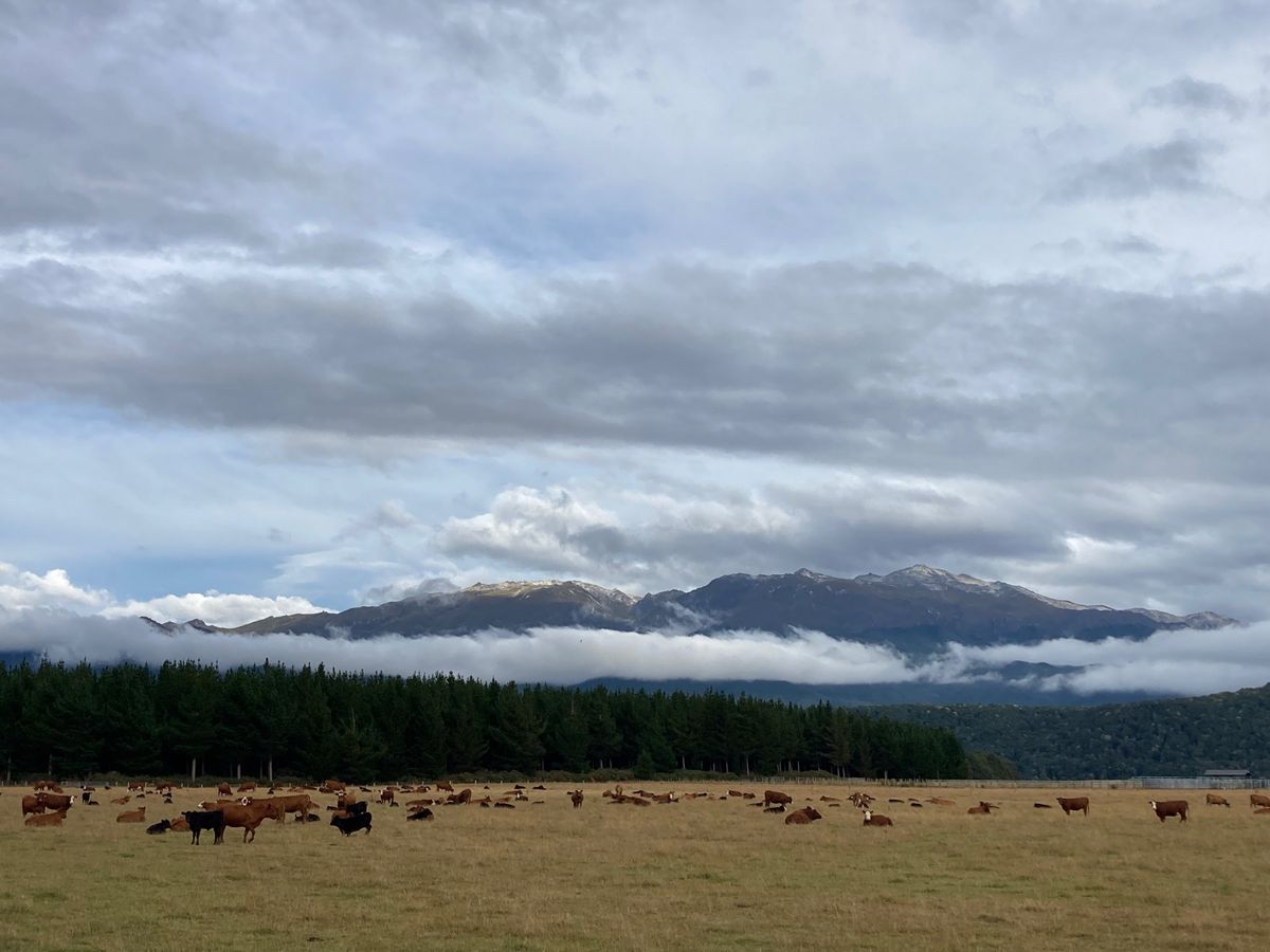 @Southern Scenic Route
無人販売所で激安Manuka...