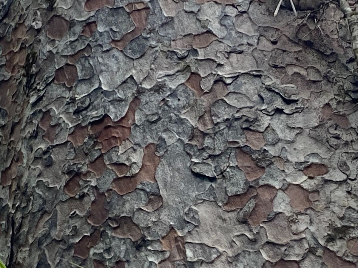 @Hokianga
ニュージーランドで現存する最大のKauriの木Tane...