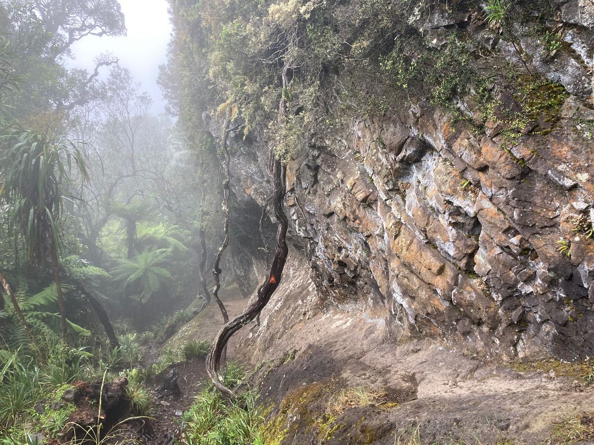 2023/1/5@pirongia forest park
諸事情によりど...