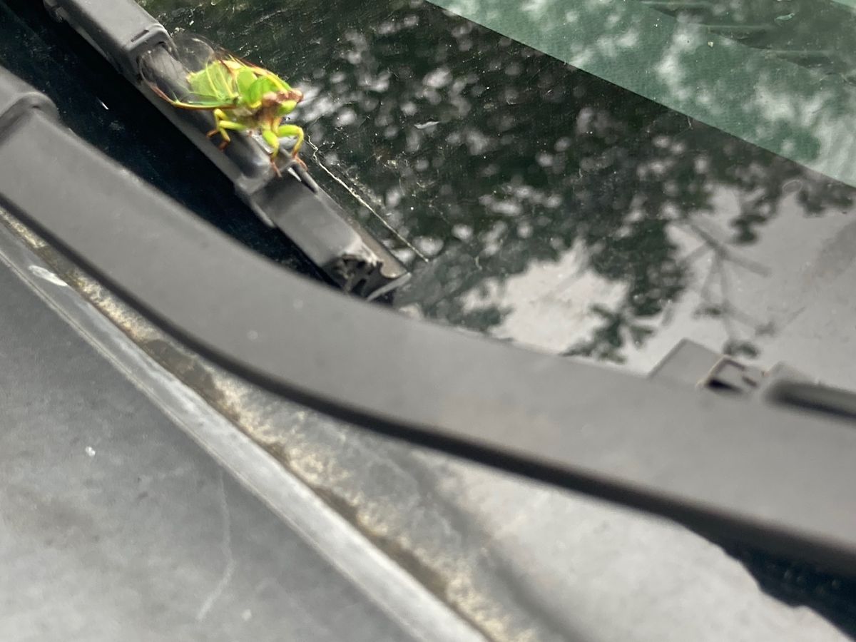 @Auckland
New Zealand最後の数日間はAuckland周...