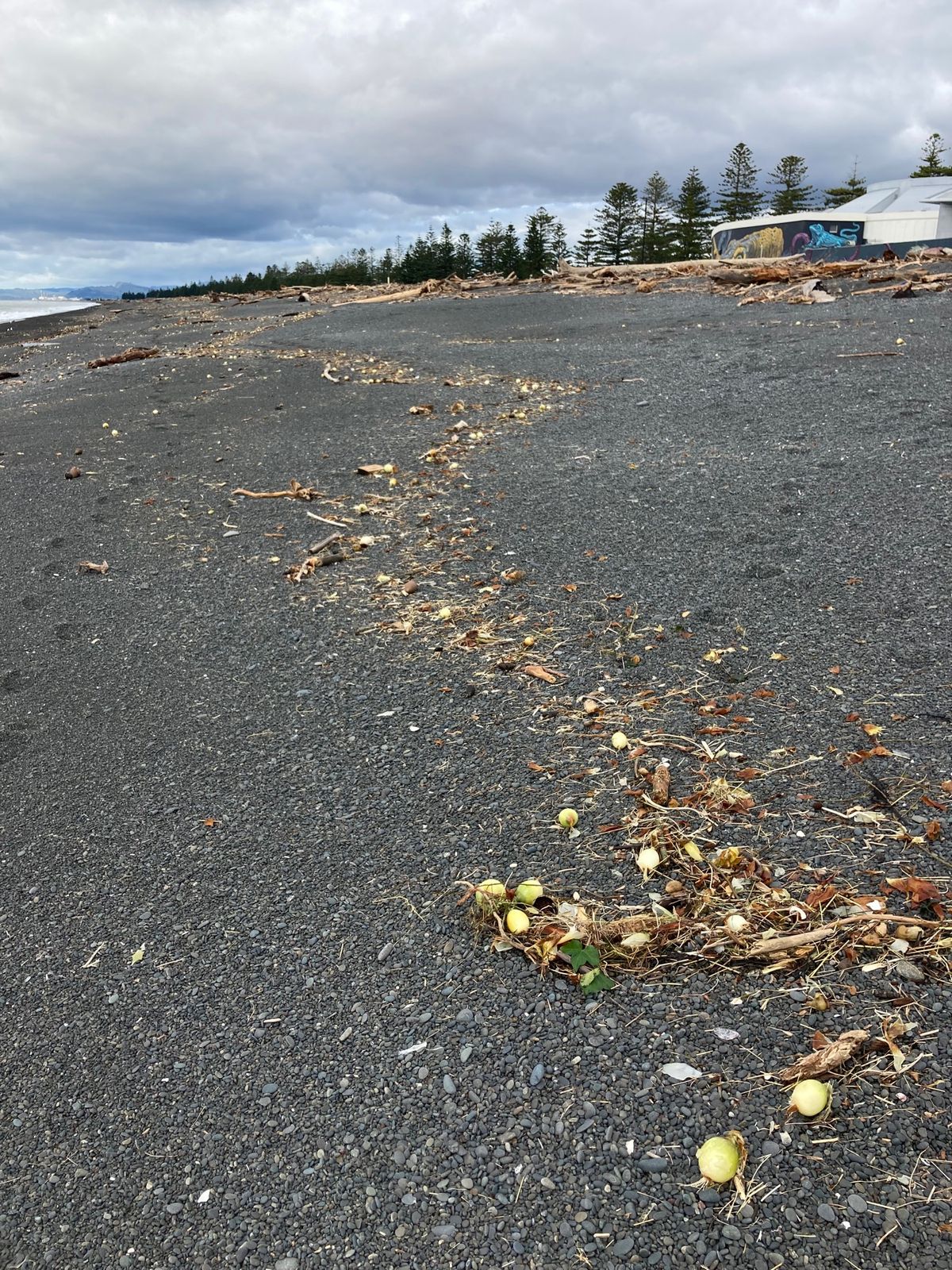 @Hawk’s Bay
北島に戻り東側を北上していたところ、行き先にサイク...