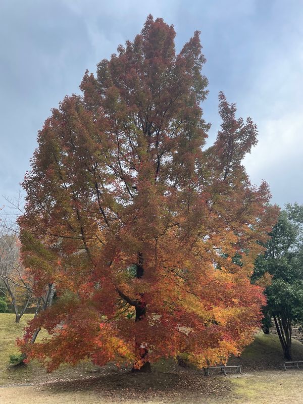 日本・三重県「三重紅葉2022」の写真：まだ間に合った
三重県民の森