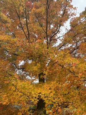 まだ間に合った
三重県民の森