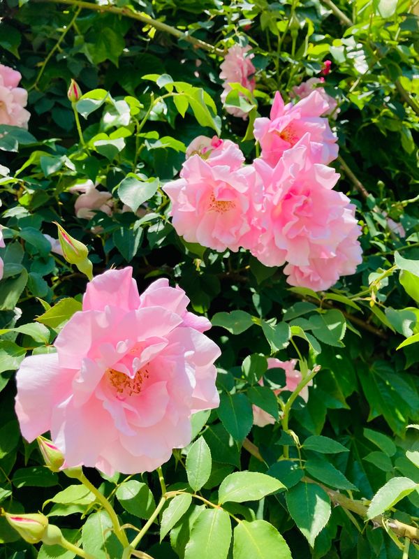 「長野　旦那さんのお誕生日祝い」の写真：サンクゼールの丘