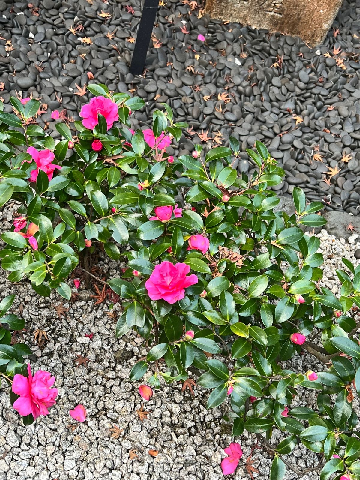 工場見学出来て感動した!!
案内してくださった方の説明がとてもわかりやすく...