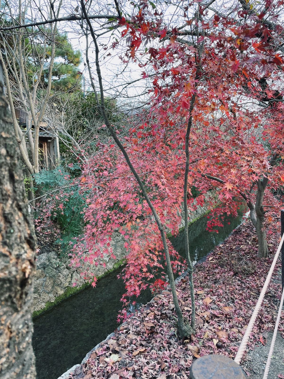 【哲学の道】
銀閣寺〜哲学の道のコースが好きだった
これまた久しぶりに歩い...