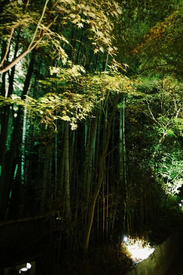 日本・京都府「京都」の写真：【高台寺】
こちらも「きのう何食べた？」...
