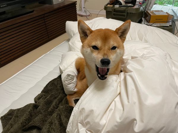 日本・沖縄県「沖縄」の写真：bっっhb