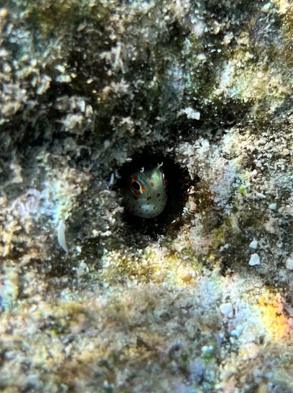 北マリアナ諸島・サイパン「サイパン旅行」の写真：最終日はオブジャンビーチでシュノーケリン...