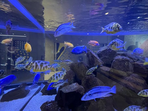 日本・神戸「神戸旅行」の写真