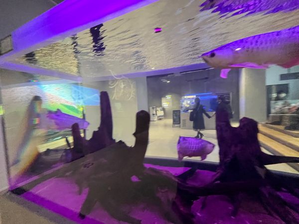 日本・神戸「神戸旅行」の写真