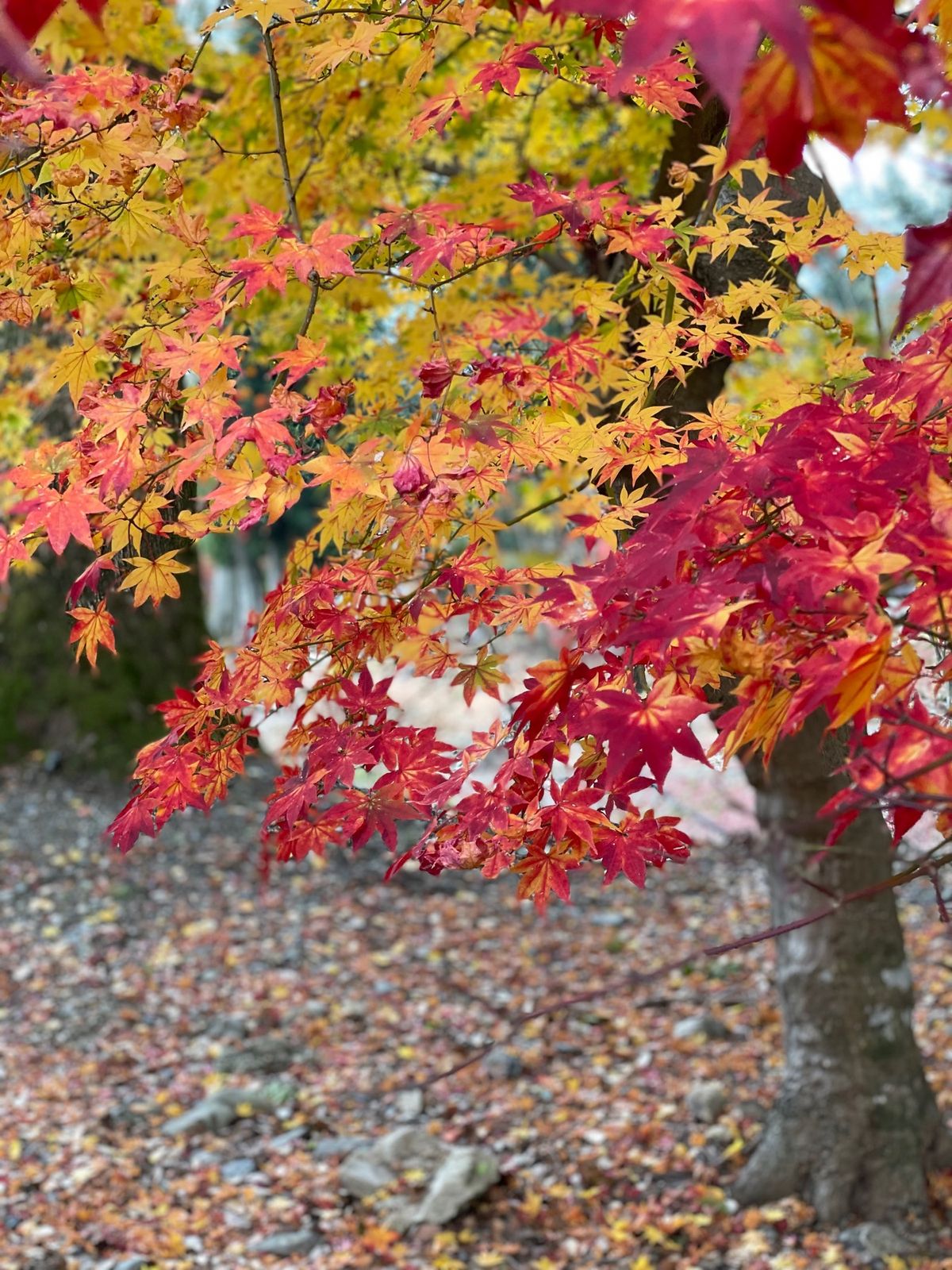 やっぱり1日だと京都は堪能出来ない😓
今度は2泊ぐらいしないと…。
三室戸...
