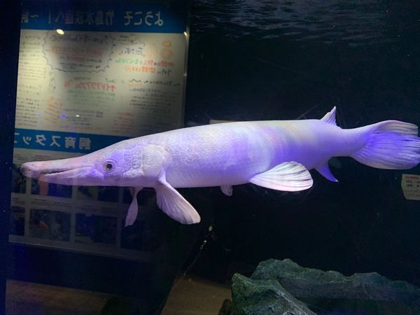 日本・愛知県「豊川市〜岡崎市」の写真