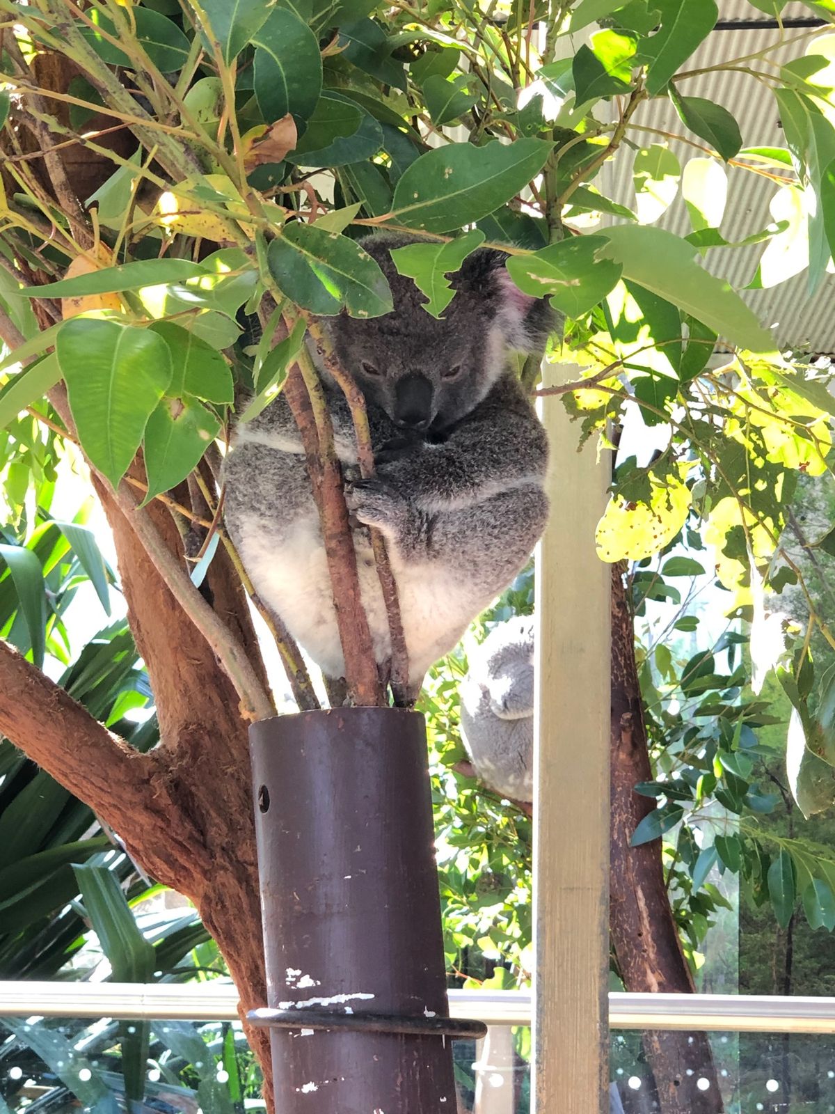 TownHall周辺うろうろしたり、Tumbalong周辺うろうろしたり♪...