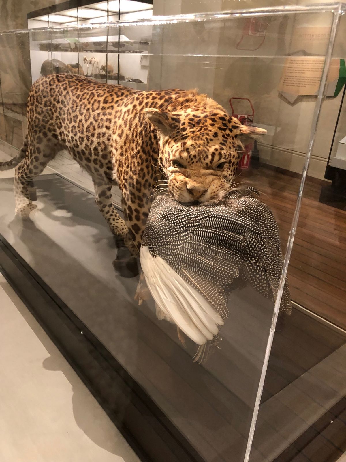 St Mary's Cathedralからのぶらっとしてたらオーストラリア...