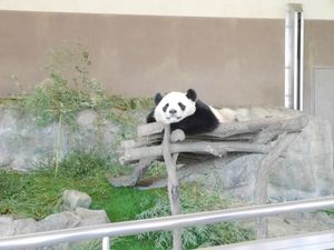 冬でも綺麗な白良浜。
とにかくパンダ尽くしなアドベンチャーワールド🐼三段壁...