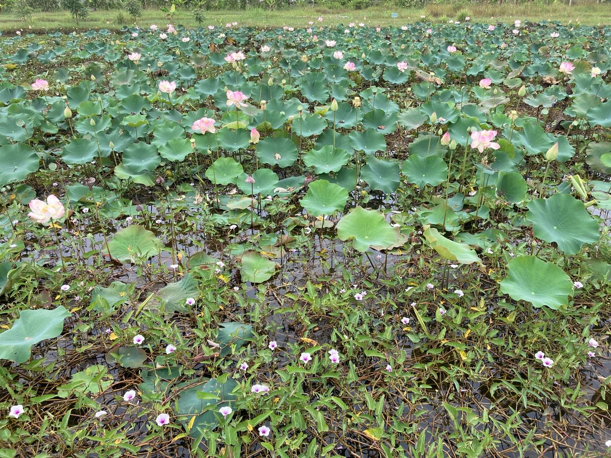 蓮沼と空芯菜(エンサイ)の花、キノコ鍋、牛肉焼き
