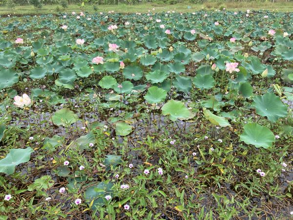 ベトナム・メコンデルタ「ベトナム」の写真：蓮沼と空芯菜(エンサイ)の花、キノコ鍋、...