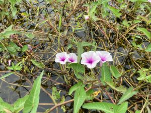 蓮沼と空芯菜(エンサイ)の花、キノコ鍋、牛肉焼き