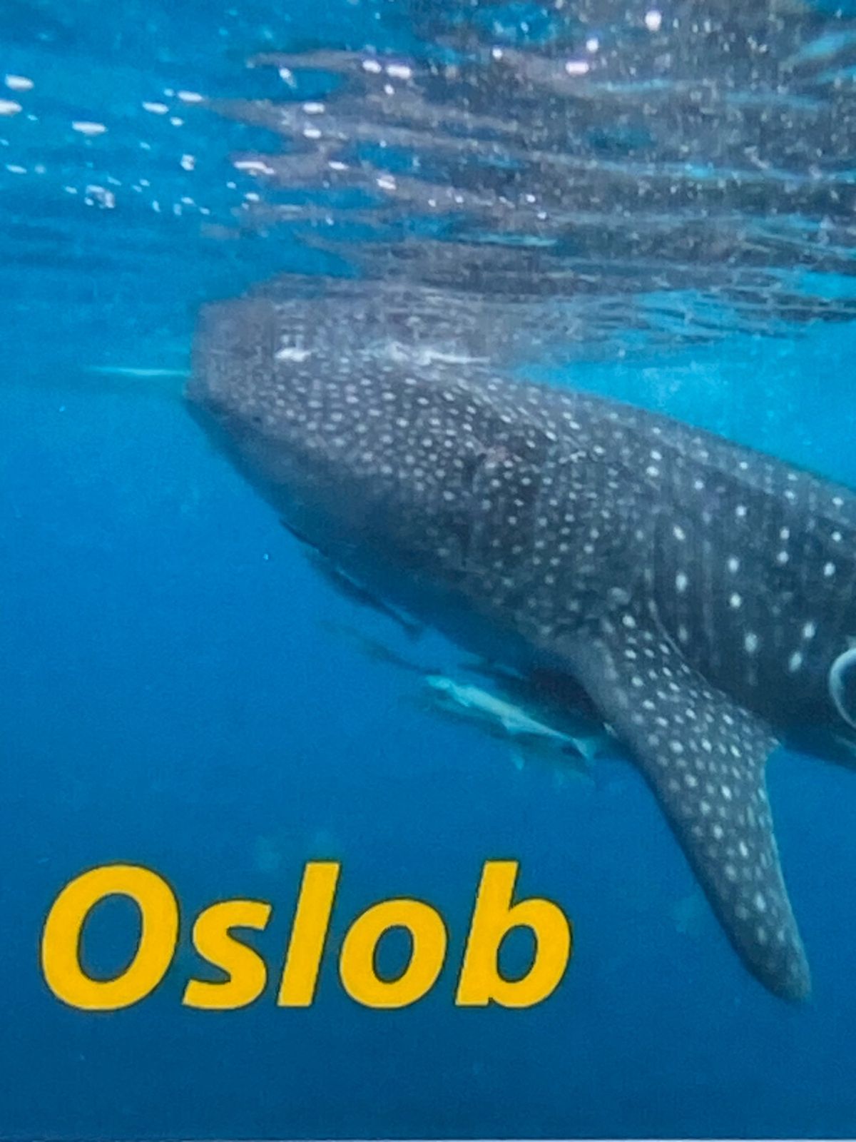 毎日、海とプール💙
唯一予約してたのは、
ｵｽﾛﾌﾞのジンベイザメｳｫｯﾁ...
