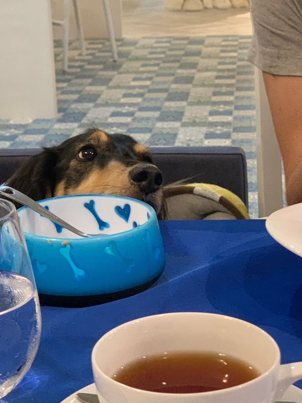 日本・静岡県「Aug. 2020 静岡　ワンワンの旅」の写真