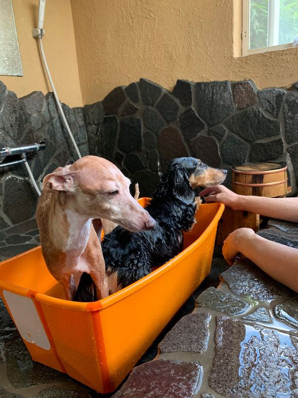 日本・静岡県「Aug. 2020 静岡　ワンワンの旅」の写真