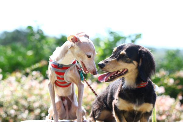 日本・静岡県「Aug. 2020 静岡　ワンワンの旅」の写真
