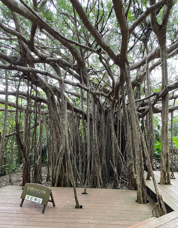 日本・沖縄県「やんばるでちむどんどん！」の写真：こちらも大石林山。
個人で歩くガジュマル...