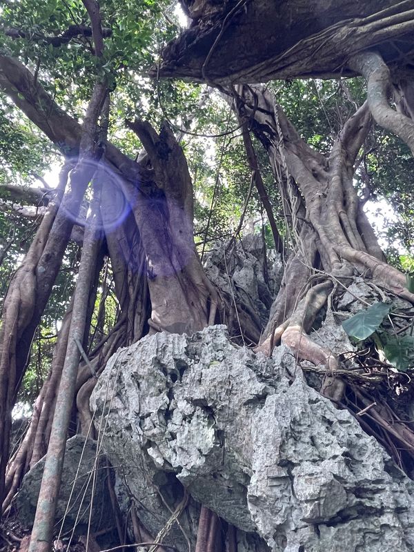 日本・沖縄県「やんばるでちむどんどん！」の写真：行きたかった沖縄本島最北端に位置する大石...