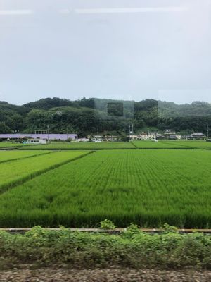 電車から見える景色は自然がたーっくさんあってジブリの世界みたいだった。