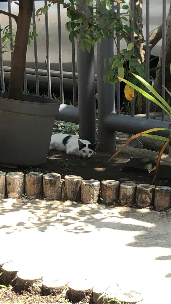 インドネシア・インドネシア「インドネシアへ」の写真