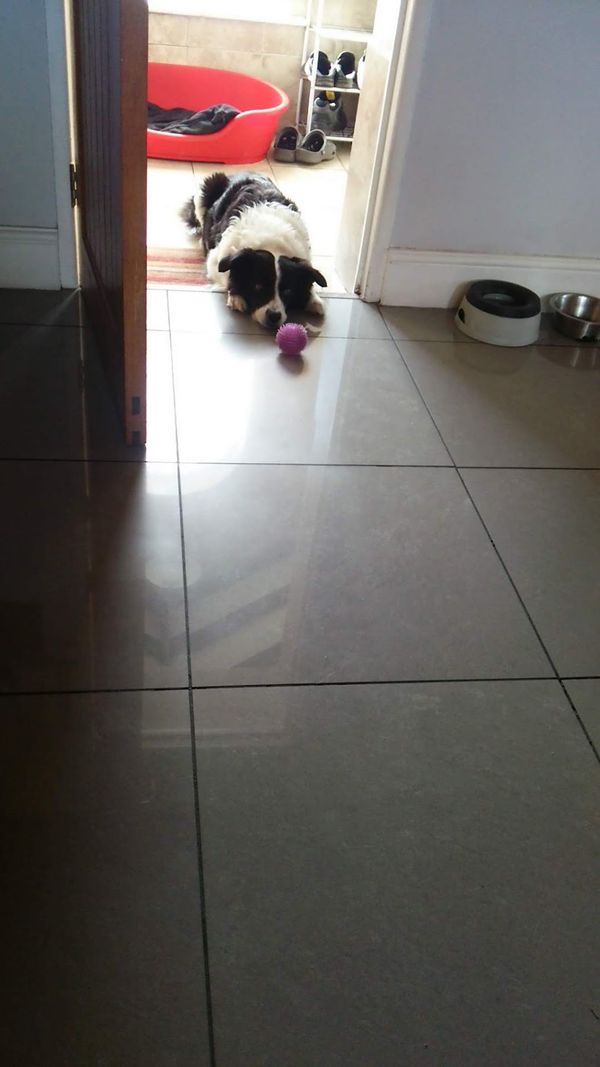 イギリス(英国)・イギリス「イギリスにホームステイ」の写真