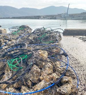 鎌倉水産にて牡蠣購入。