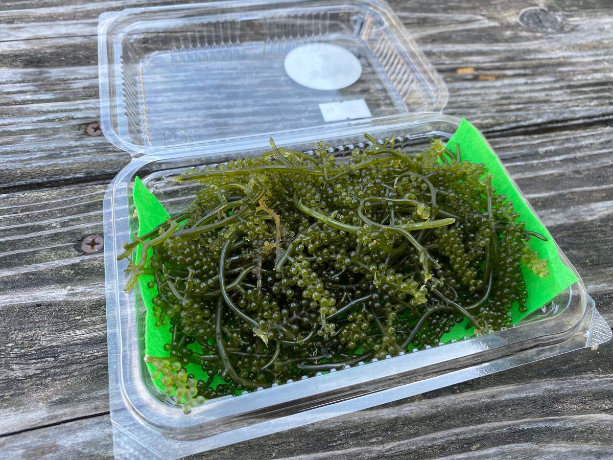 沖縄に着いて1食目のお昼は、糸満のお魚センター。
やっぱり美味しい。