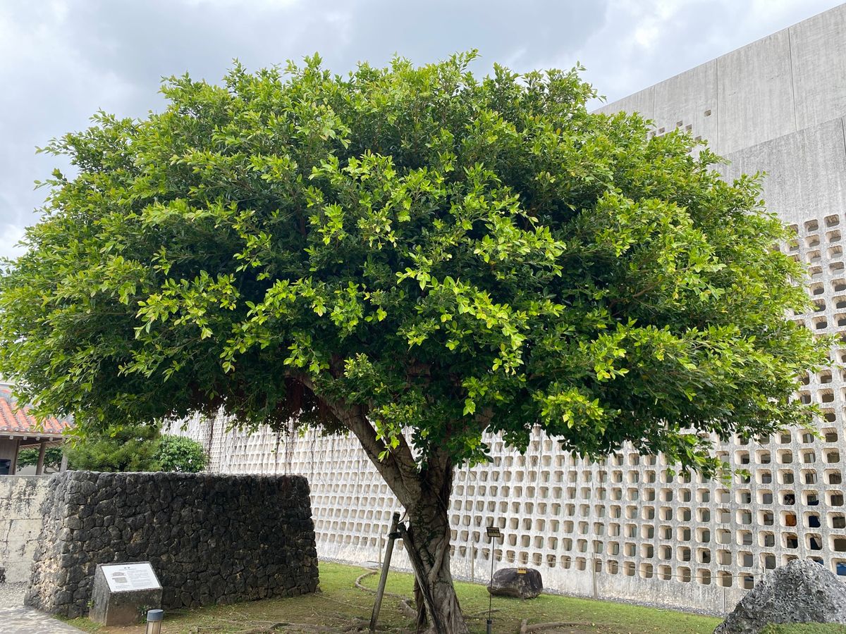 沖縄県立博物館に来ました。
博物館でその土地の文化に触れるのも一興。