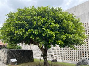 沖縄県立博物館に来ました。
博物館でその土地の文化に触れるのも一興。