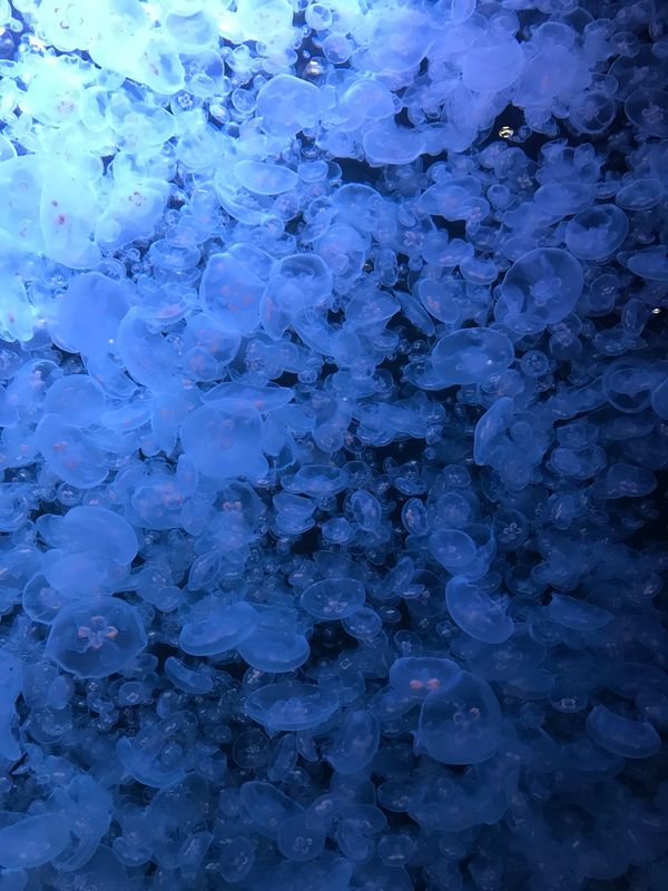 日本「2022.12.2〜4 鶴岡、弥彦」の写真