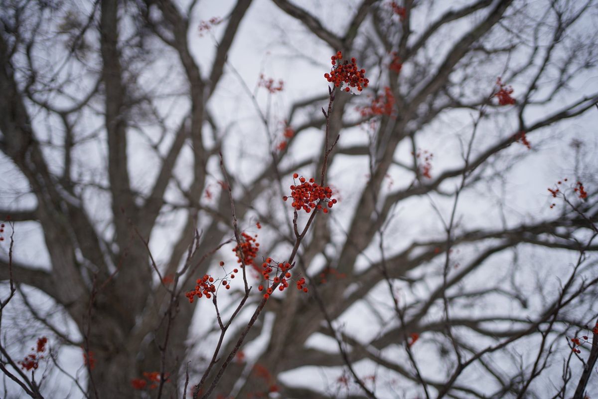 今日は雪が降っている田沢湖。
湖面に映る山が美しい。