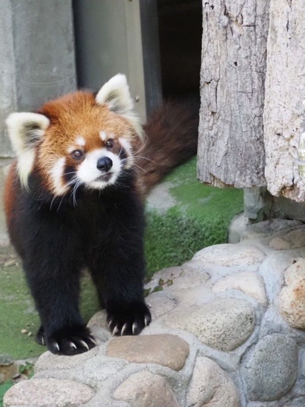 日本・大阪府「天王寺動物園🐯」の写真
