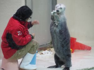 鳥羽水族館のアイドル
メイちゃん⭐︎キラちゃん