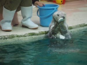 鳥羽水族館のアイドル
メイちゃん⭐︎キラちゃん