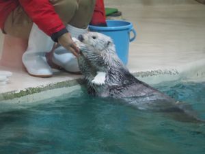 鳥羽水族館のアイドル
メイちゃん⭐︎キラちゃん