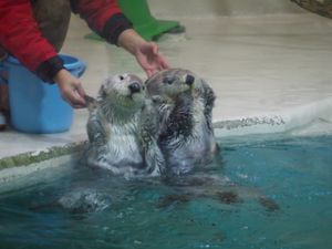 鳥羽水族館のアイドル
メイちゃん⭐︎キラちゃん